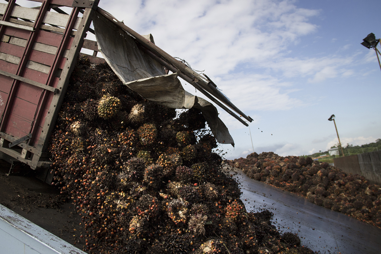 Un camión descarga la fruta de la palma africana en la planta extractora de NaturAceites, localizada en Fray Bartolomé de las Casas. La empresa tiene buena relación con la alcaldía de ese municipio por sus programas de responsabilidad empresarial. 