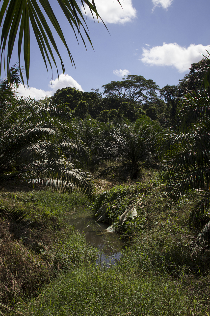Por los alrededores de Raxruhá se puede observar el desvío de ríos para irrigar las plantaciones de palma.