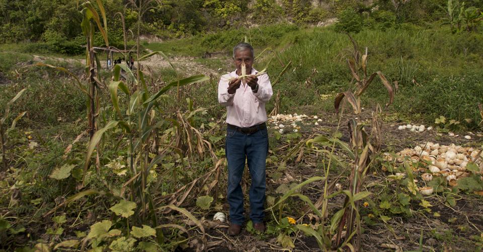 Un comunitario enseña los daños a la cosecha de maíz a causa de la plantación de palma africana. La empresa se ubica atrás del cerro. 