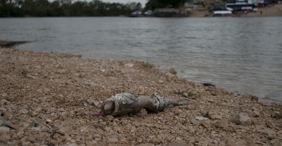 Miles de peces murieron y algunas tortugas en el río La Pasión en uno de los peores ecocidios registrados en Guatemala. 