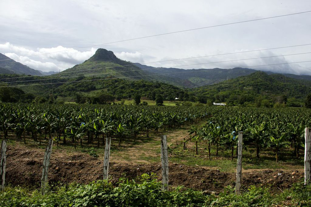 Una plantación de plátanos se extiende a las orillas del Río Jupilingo, en Camotán, Chiquimula. A la falta de tierras propias para cultivar sus alimentos, los pobladores suman la venta de terrenos que arrendaban para diferentes monocultivos. 