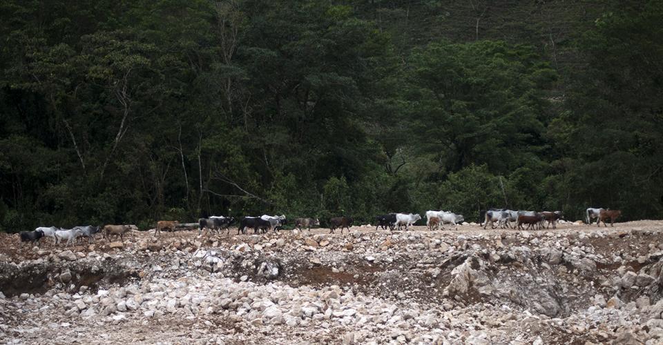El modelo de desarrollo que el Estado guatemalteco pretende imponer en el país, basado en la explotación de los recursos naturales, es una de las causas del conflicto en Huehuetenango. 