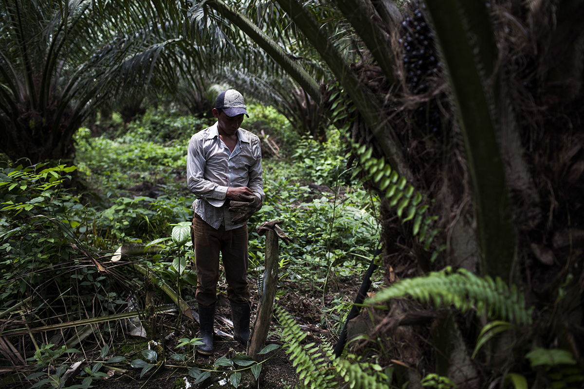 Pedro Botzo Cu se prepara para empezar un nuevo día en una de las plantaciones de palma baja de la empresa Repsa.