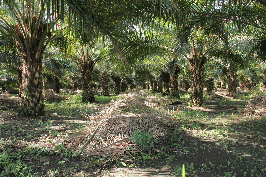 Plantaciones de palma africana cerca de la aldea Los Arenales, a 45 kilómetros del casco urbano de Sayaxché, Petén. 