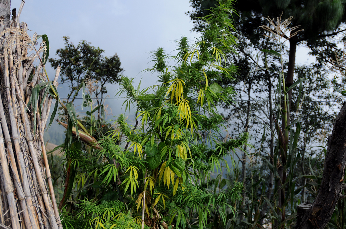 Plantas de marihuana. 