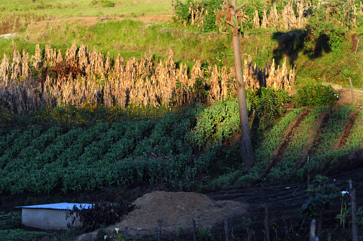 La plantación de amapola a lado de las milpas de maíz. 